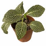 Фиттония Мозаик Пурпл Ангел - Fittonia Mosaic Purple Angel D9 H10