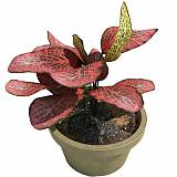 Фиттония - Fittonia verschaffeltii Red Star D9 H10