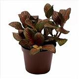 Фиттония - Fittonia verschaffeltii Red Angel D9 H10