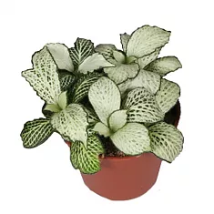 Фиттония - Fittonia verschaffeltii Snow Star D9 H10