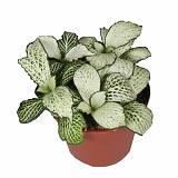 Фиттония - Fittonia verschaffeltii Snow Star D9 H10