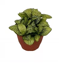 Фиттония Мозаик Фестиваль - Fittonia Mosaic Festival D9 H10