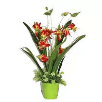 Глориоза  - Gloriosa Superba  D15 H60