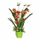 Глориоза  - Gloriosa Superba  D15 H60