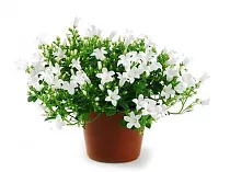 Кампанула Гет Ми белая - Campanula D11 H15