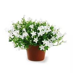 Кампанула Гет Ми белая - Campanula D11 H15