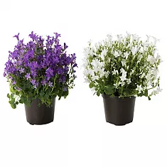 Кампанула Гет Ми пурпурная + белая - Campanula D11 H15