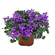 Кампанула Гет Ми пурпурная - Campanula D11 H15