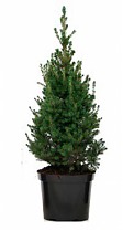 Ель канадская (Picea Glauca Conica)  D20 H100