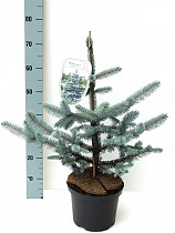 Ель колючая Хупси (Picea Pungens Hoopsii) D20 H70