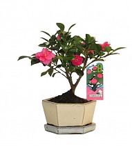 Камелия цветущий бонсай - Bonsai Camellia D15 H25