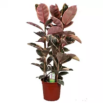 Фикус Эластика Белиз - Ficus Belize D25 H120