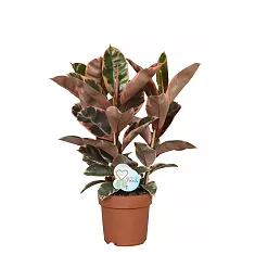 Фикус Эластика Белиз - Ficus Belize D30 H90