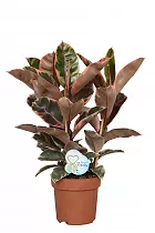 Фикус Эластика Белиз - Ficus Belize D30 H90