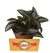 Гипоэстес листоколосниковый - Hypoestes phyllostachya D8 H10