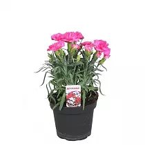Гвоздика светло розовая - Dianthus D9 H15
