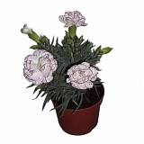 Гвоздика белая - Dianthus D9 H15