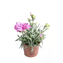 Гвоздика розовая - Dianthus D9 H15