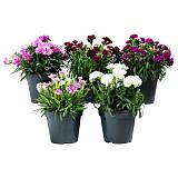 Гвоздика - Dianthus D12 H20