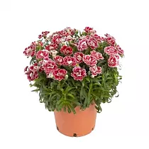 Гвоздика красно-белая - Dianthus D12 H20