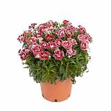 Гвоздика красно-белая - Dianthus D12 H20