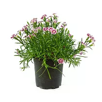 Гвоздика двух цветная - Dianthus D12 H20