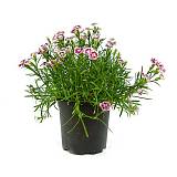 Гвоздика двух цветная - Dianthus D12 H20