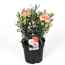 Гвоздика оранжевая - Dianthus D9 H15