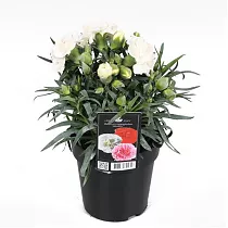 Гвоздика белая - Dianthus D12 H20