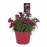Гвоздика красная - Dianthus D9 H15