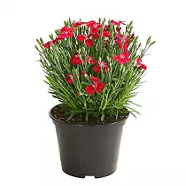 Гвоздика красная - Dianthus D12 H20