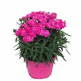 Гвоздика розовая - Dianthus D12 H20