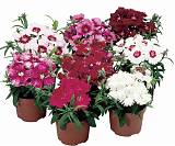 Гвоздика микс - Dianthus D9 H15