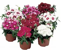 Гвоздика микс - Dianthus D9 H15