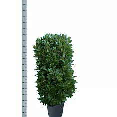 Лавр благородный колонна - Lurus nbilis D28 H140