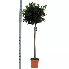 Лавр благородный штамб - Lurus nbilis D35 H210