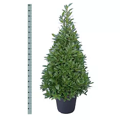 Лавр благородный пирамида - Lurus nbilis D32 H200