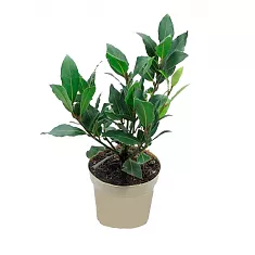 Лавр благородный - Lurus nbilis D15 H30