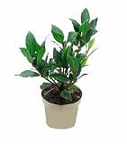 Лавр благородный - Lurus nbilis D15 H30