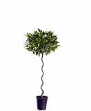 Лавр благородный спираль - Lurus nbilis D28 H140