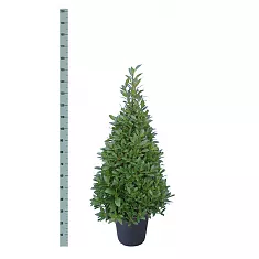 Лавр благородный пирамида - Lurus nbilis D25 H150