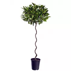 Лавр благородный спираль - Lurus nbilis D30 H180