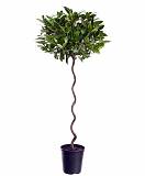 Лавр благородный спираль - Lurus nbilis D30 H180