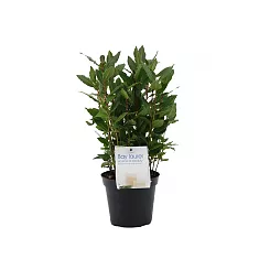 Лавр благородный - Lurus nbilis D14 H30