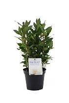 Лавр благородный - Lurus nbilis D14 H30