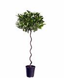 Лавр благородный спираль - Lurus nbilis D30 H150