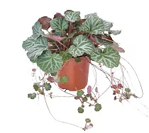 Камнеломка плетеносная - Saxifraga stolonifera D11 H22