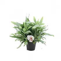 Папоротник Флебодиум золотистый - Phlebodium aureum 'Blue Star' D14 H50
