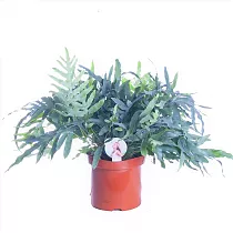 Папоротник Флебодиум золотистый - Phlebodium aureum 'Blue Star' D26 H80