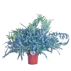 Папоротник Флебодиум золотистый - Phlebodium aureum 'Blue Star' D19 H65